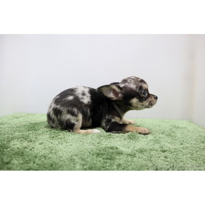 成約済の群馬県のチワワ(スムースコート)-425280の4枚目