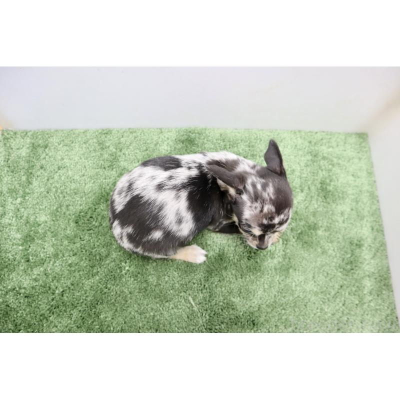 成約済の群馬県のチワワ(スムースコート)-425280の2枚目