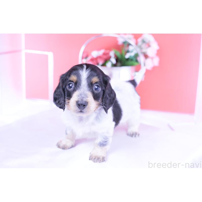 販売中の愛知県のミニチュアダックスフンド(ロングヘアード)-429080の9枚目