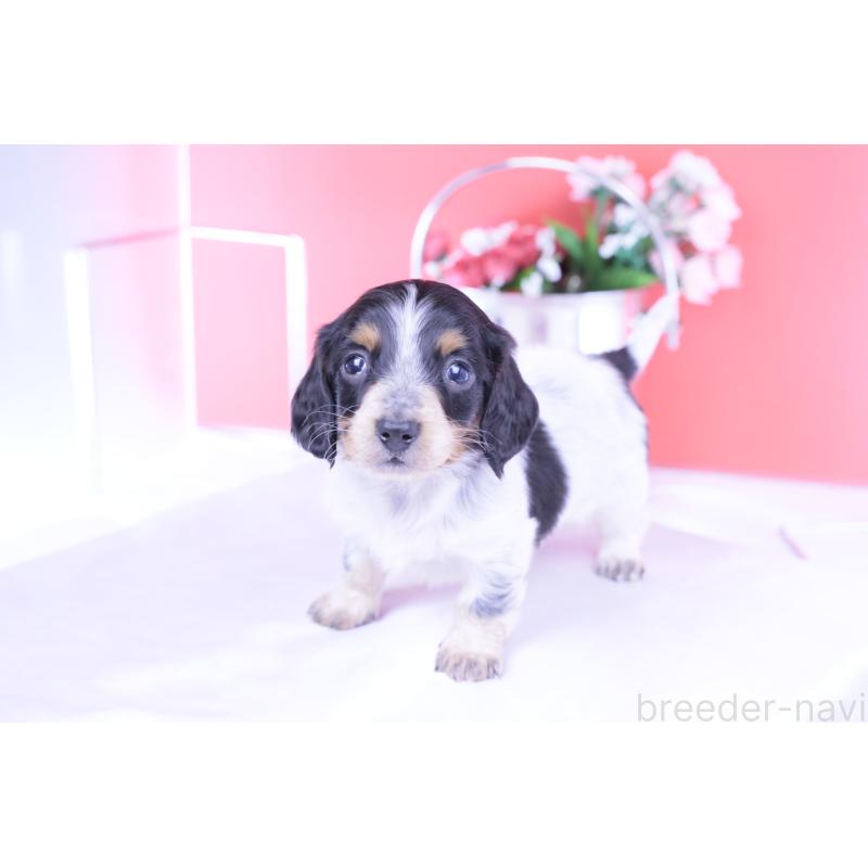 販売中の愛知県のミニチュアダックスフンド(ロングヘアード)-429080の8枚目