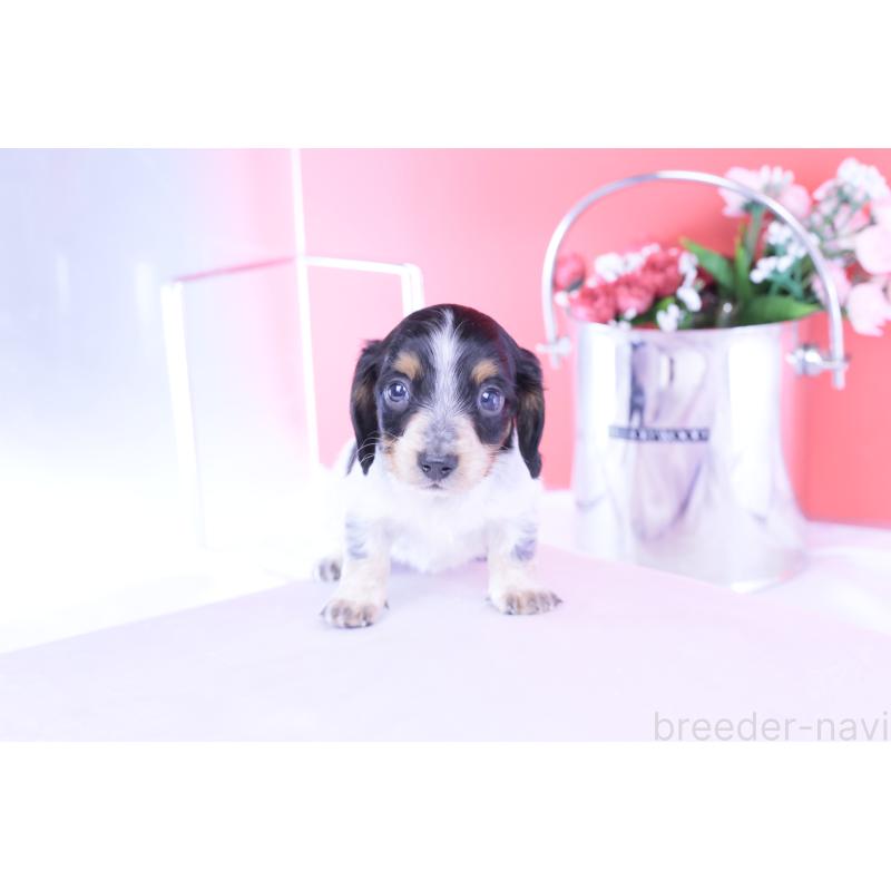 販売中の愛知県のミニチュアダックスフンド(ロングヘアード)-429080の6枚目