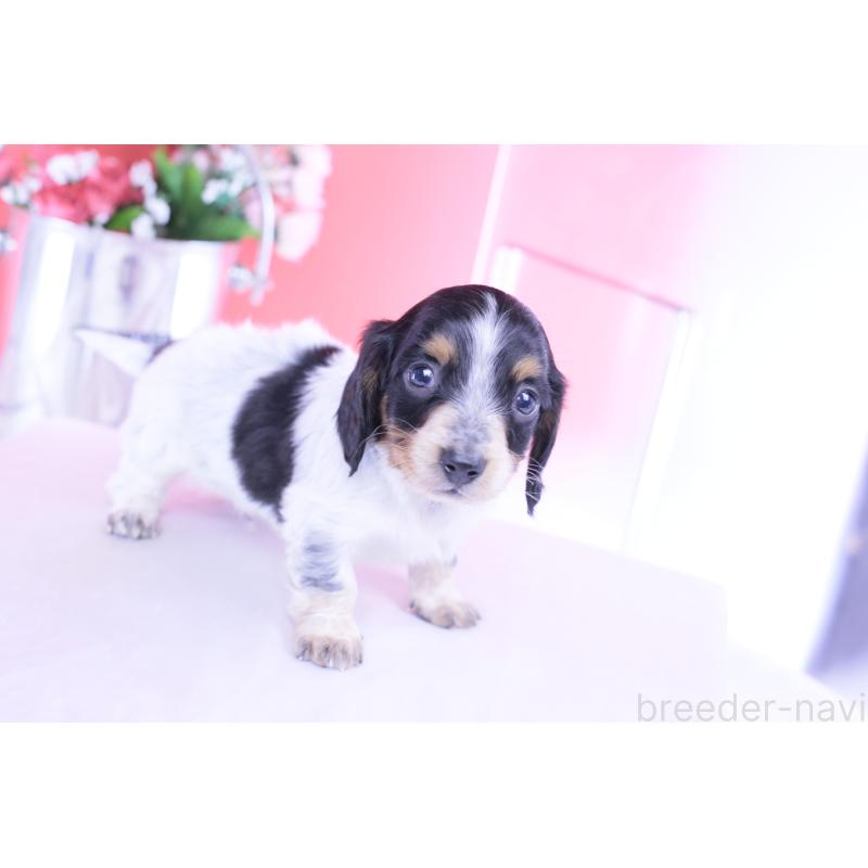 販売中の愛知県のミニチュアダックスフンド(ロングヘアード)-429080の5枚目