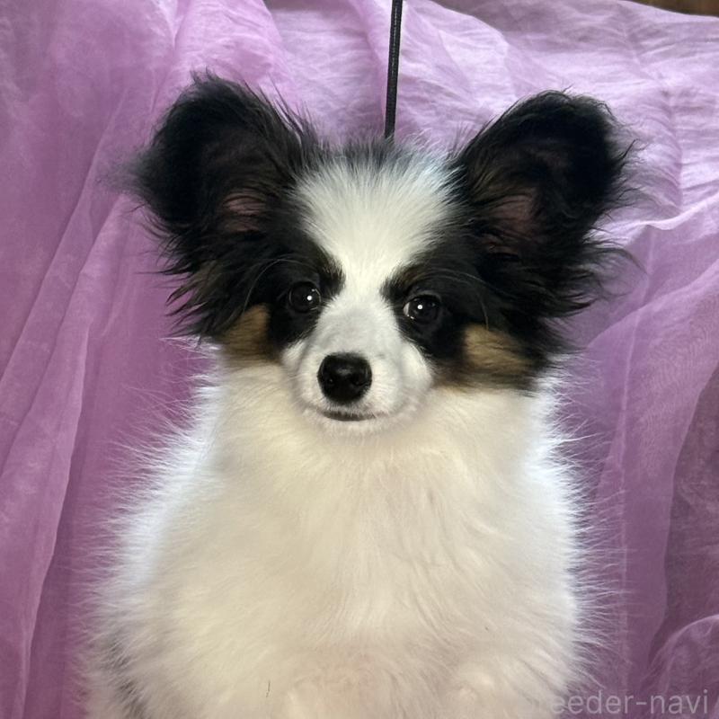 販売中の三重県のパピヨン-428518の13枚目