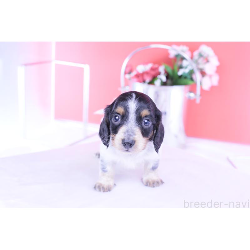 販売中の愛知県のミニチュアダックスフンド(ロングヘアード)-429080の2枚目