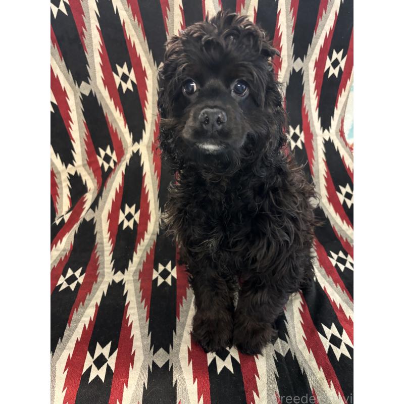 販売中の茨城県のコッカプー:アメリカンコッカースパニエル×トイプードル-399873の2枚目