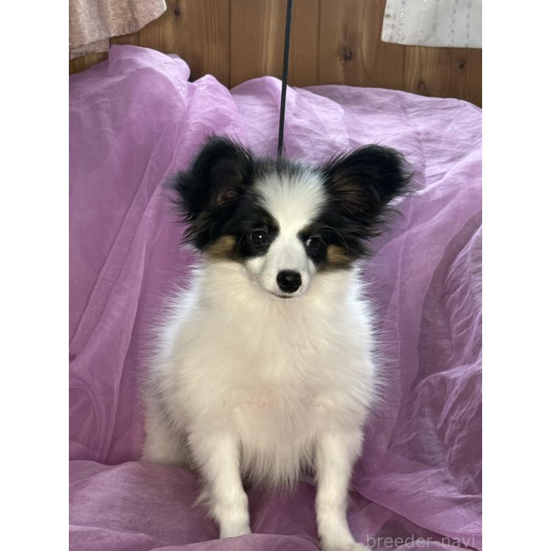 販売中の三重県のパピヨン-428518の12枚目