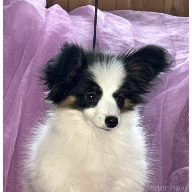 販売中の三重県のパピヨン-428518の11枚目