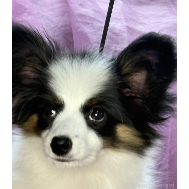 販売中の三重県のパピヨン-428518の10枚目