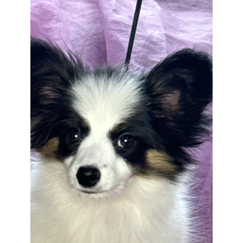 販売中の三重県のパピヨン-428518の9枚目