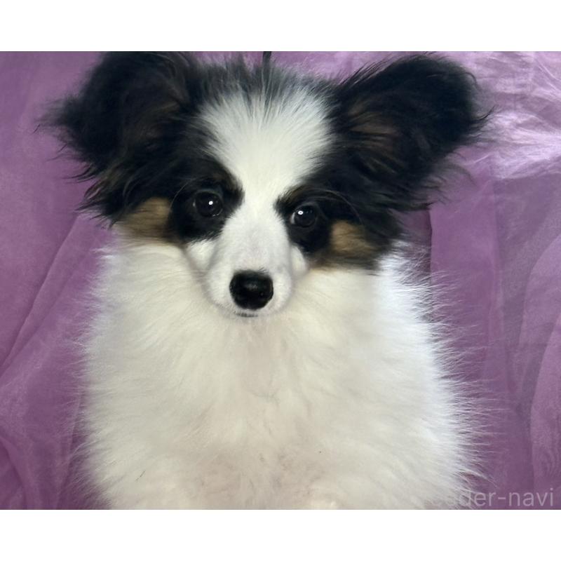 販売中の三重県のパピヨン-428518の8枚目