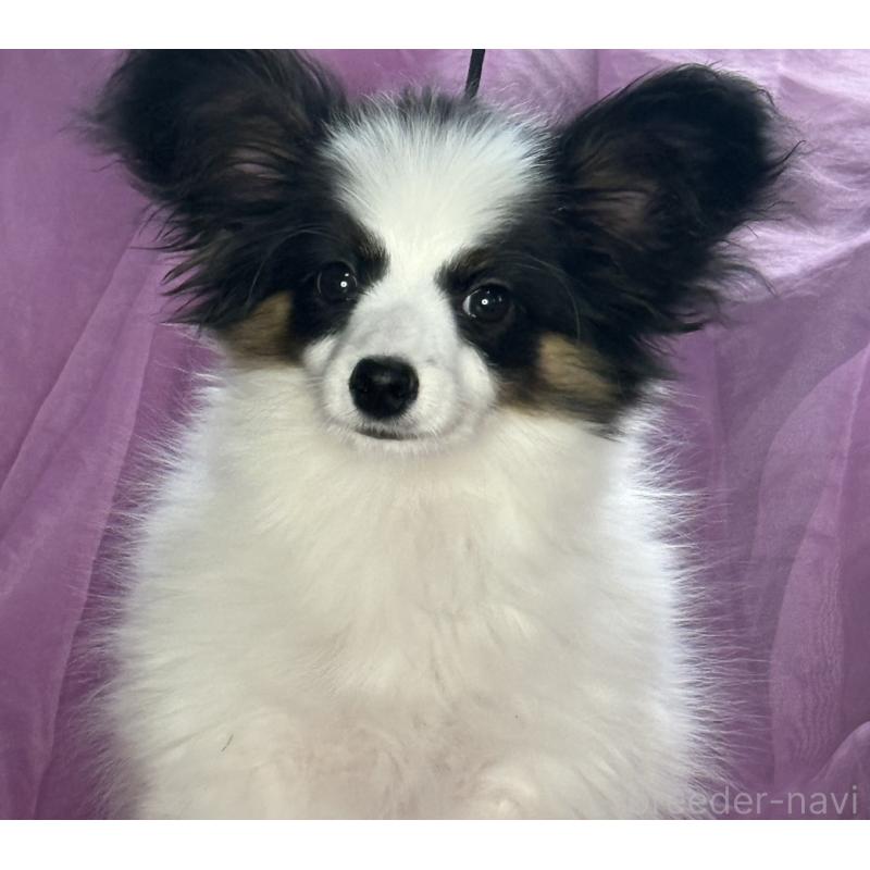 販売中の三重県のパピヨン-428518の7枚目