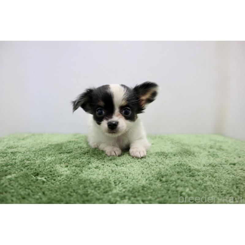 成約済の群馬県のチワワ(ロングコート)-425281の6枚目