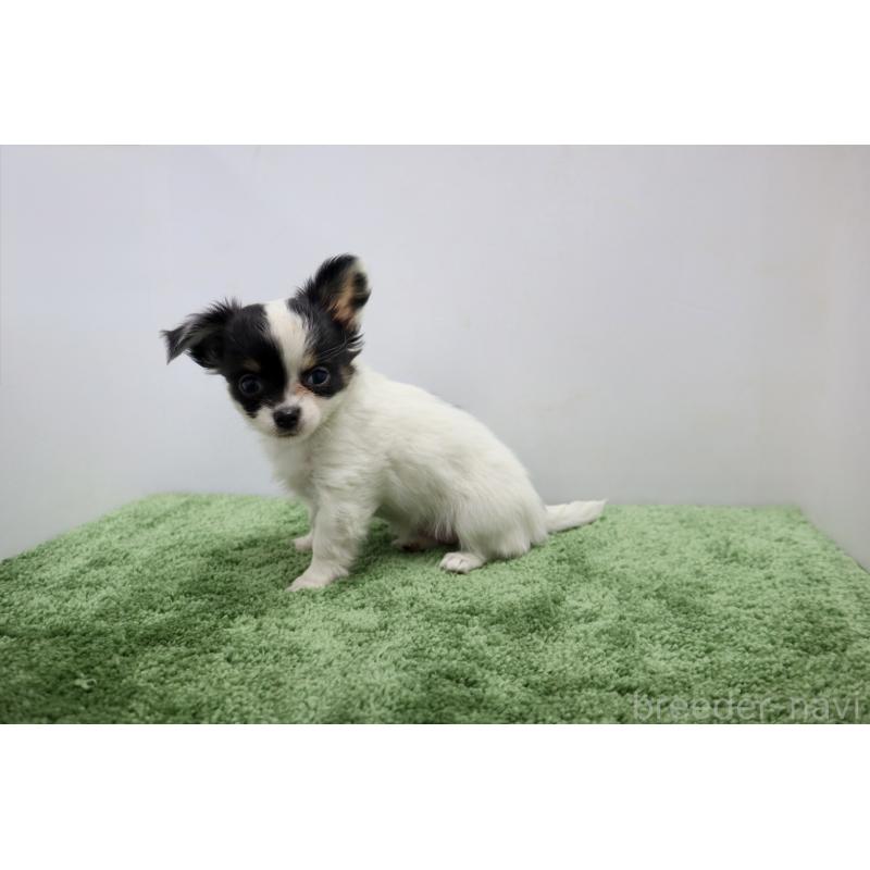 成約済の群馬県のチワワ(ロングコート)-425281の5枚目