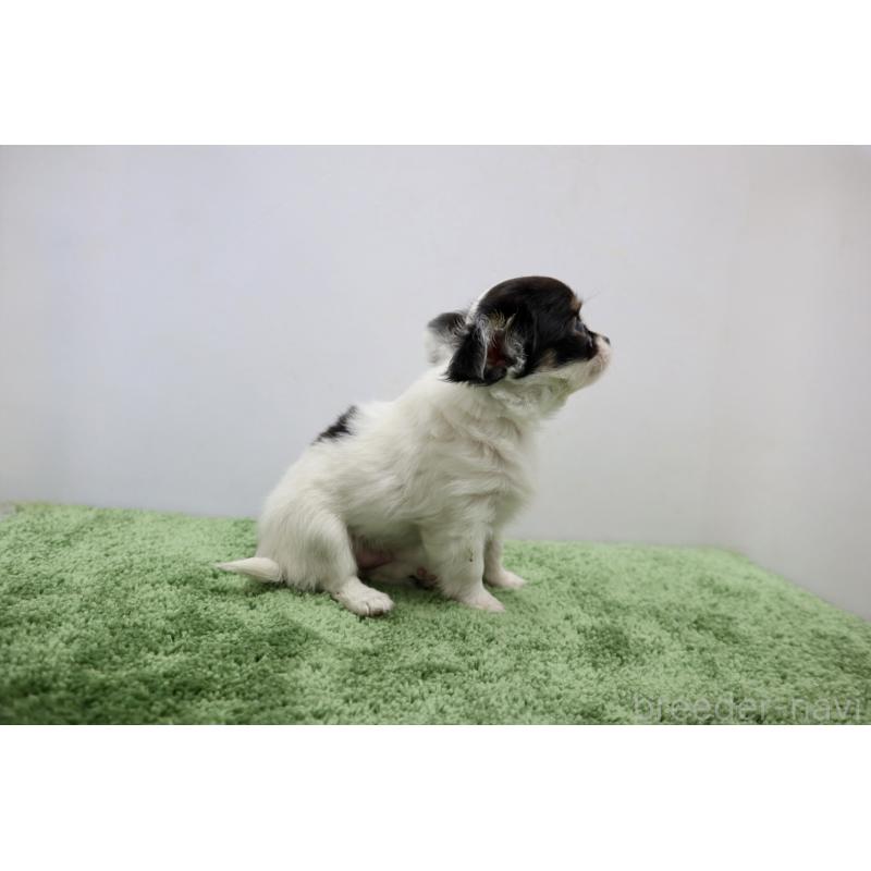 成約済の群馬県のチワワ(ロングコート)-425281の4枚目