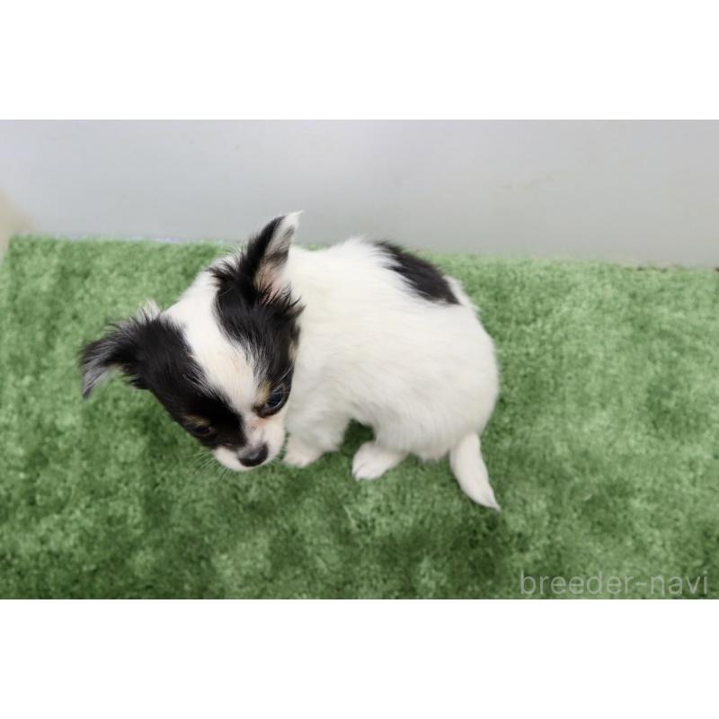 成約済の群馬県のチワワ(ロングコート)-425281の3枚目