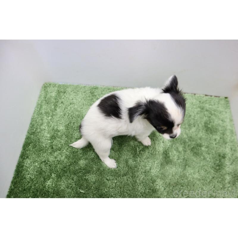 成約済の群馬県のチワワ(ロングコート)-425281の2枚目