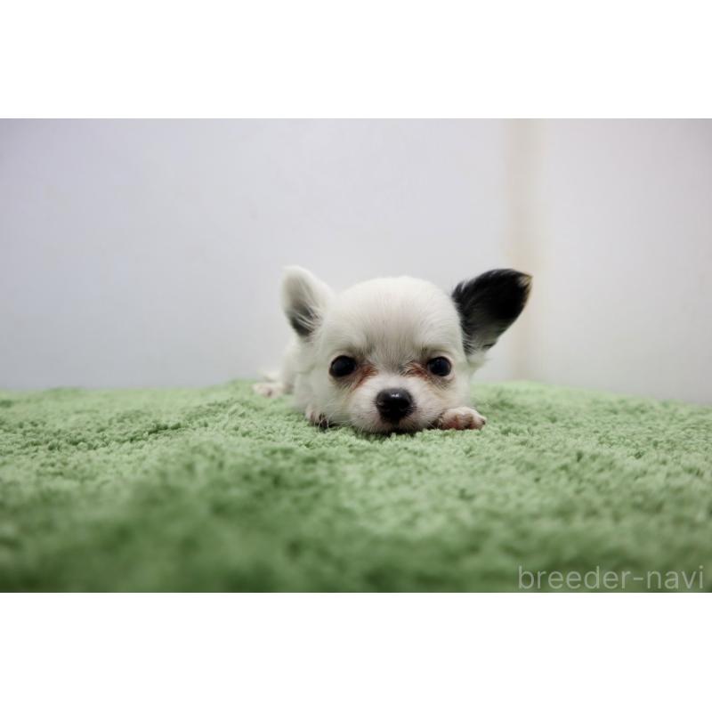 成約済の群馬県のチワワ(ロングコート)-425282の6枚目