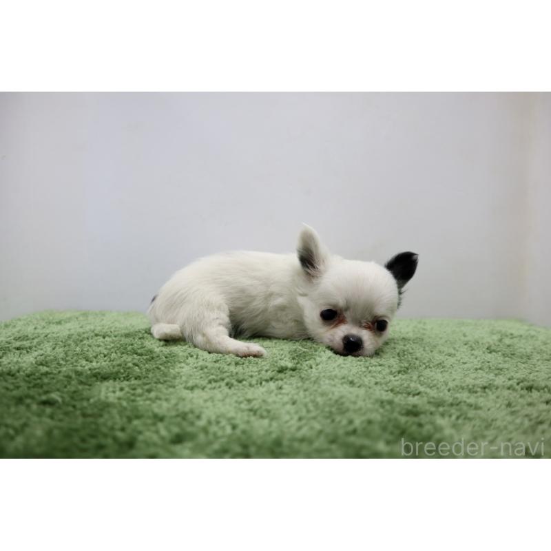 成約済の群馬県のチワワ(ロングコート)-425282の5枚目