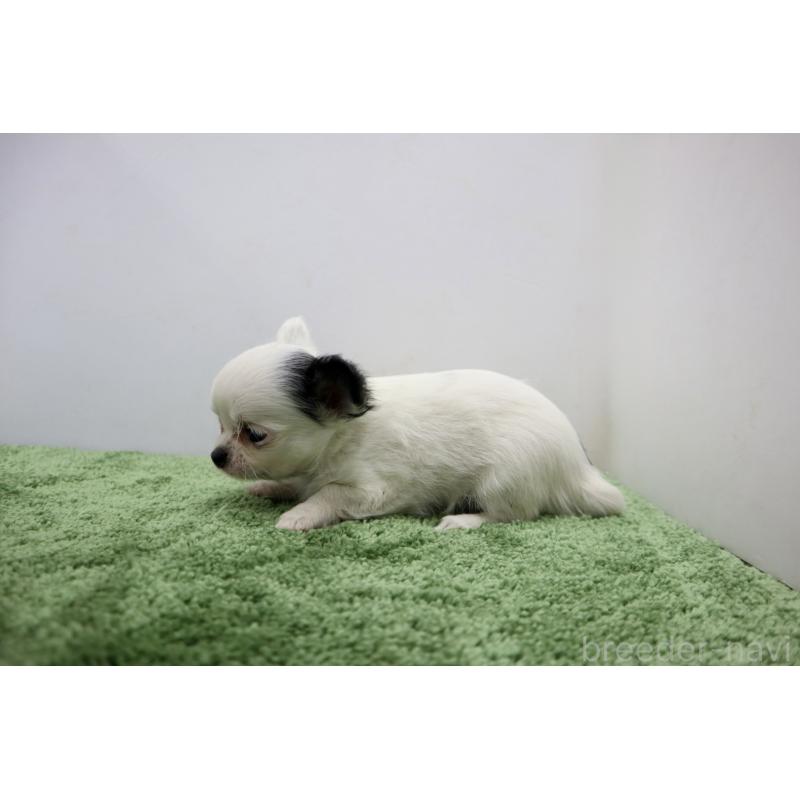 成約済の群馬県のチワワ(ロングコート)-425282の4枚目