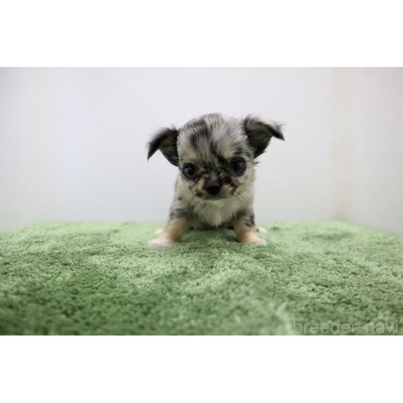 販売中の群馬県のチワワ(ロングコート)-425283の6枚目