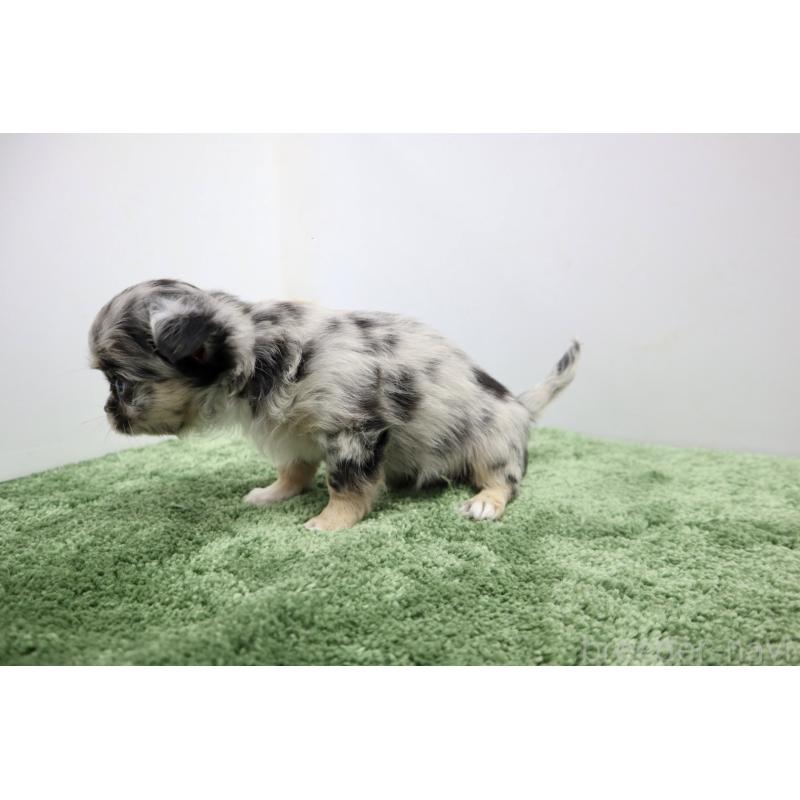 販売中の群馬県のチワワ(ロングコート)-425283の5枚目