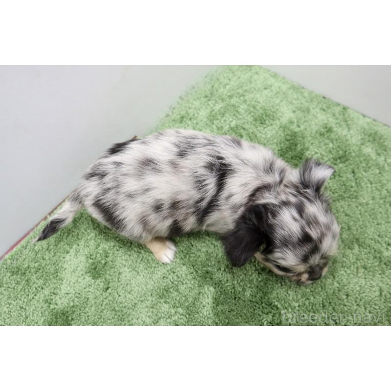 販売中の群馬県のチワワ(ロングコート)-425283の2枚目