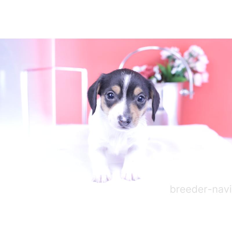 販売中の愛知県のミニチュアダックスフンド(スムースヘアード)-429081の14枚目