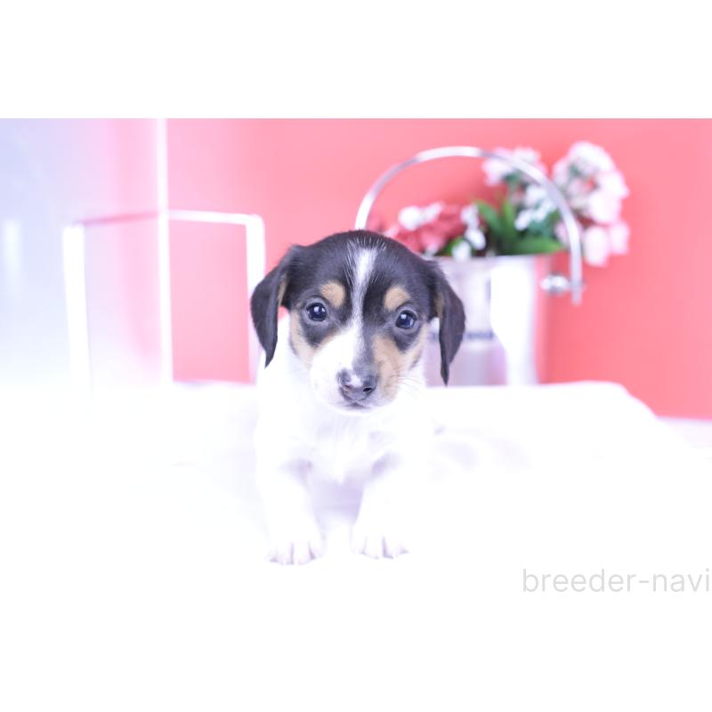 販売中の愛知県のミニチュアダックスフンド(スムースヘアード)-429081の13枚目