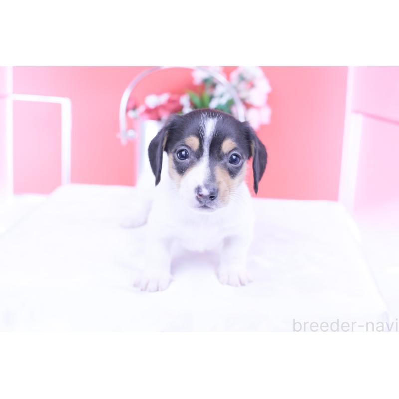 販売中の愛知県のミニチュアダックスフンド(スムースヘアード)-429081の12枚目