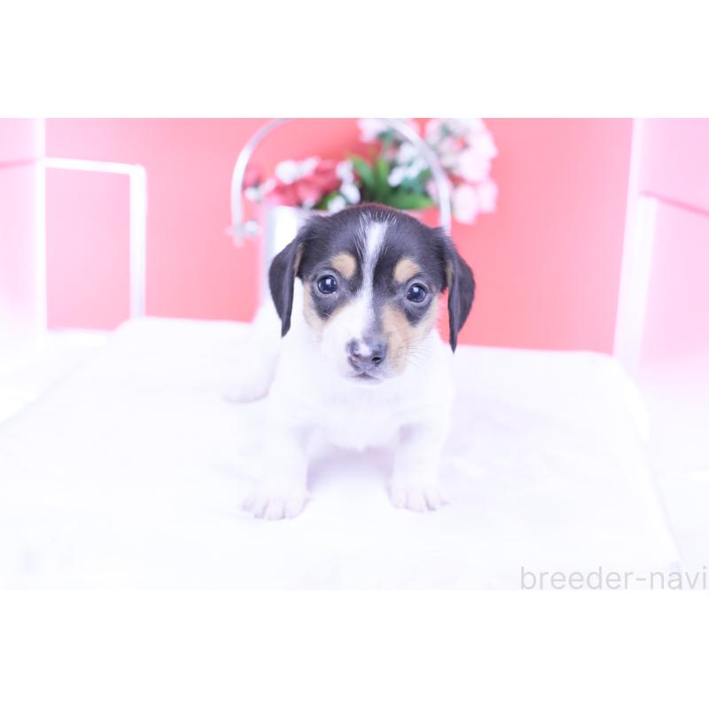 販売中の愛知県のミニチュアダックスフンド(スムースヘアード)-429081の11枚目