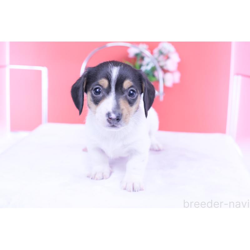 販売中の愛知県のミニチュアダックスフンド(スムースヘアード)-429081の10枚目