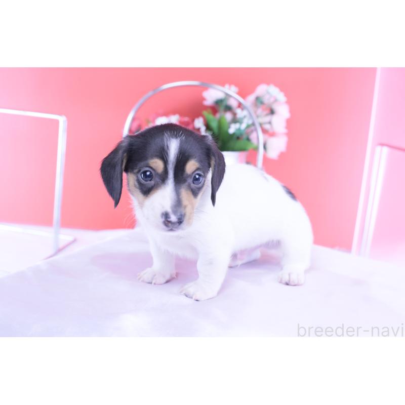 販売中の愛知県のミニチュアダックスフンド(スムースヘアード)-429081の9枚目