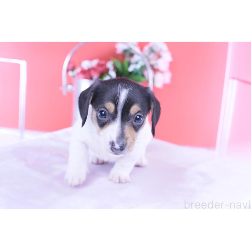 販売中の愛知県のミニチュアダックスフンド(スムースヘアード)-429081の7枚目