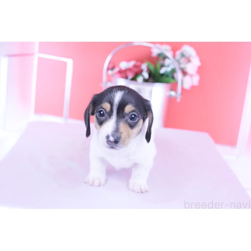 販売中の愛知県のミニチュアダックスフンド(スムースヘアード)-429081の5枚目