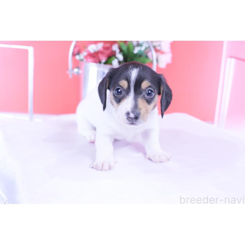 販売中の愛知県のミニチュアダックスフンド(スムースヘアード)-429081の3枚目