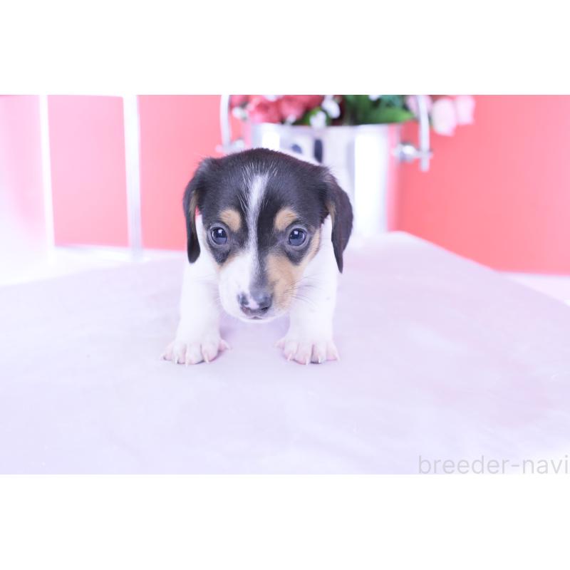 販売中の愛知県のミニチュアダックスフンド(スムースヘアード)-429081の2枚目