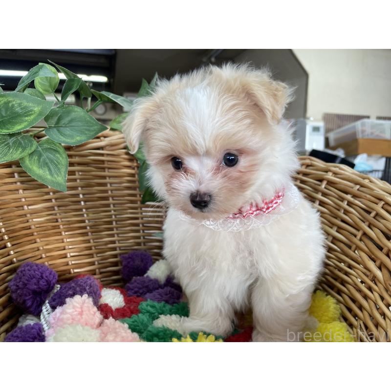 販売中の愛媛県のマルプー:マルチーズ×トイプードル-429086の7枚目