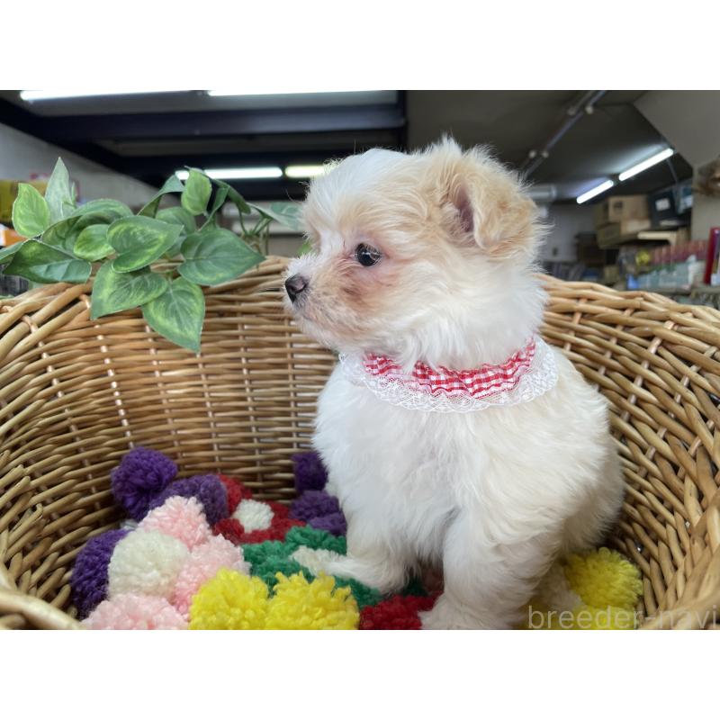 販売中の愛媛県のマルプー:マルチーズ×トイプードル-429086の6枚目