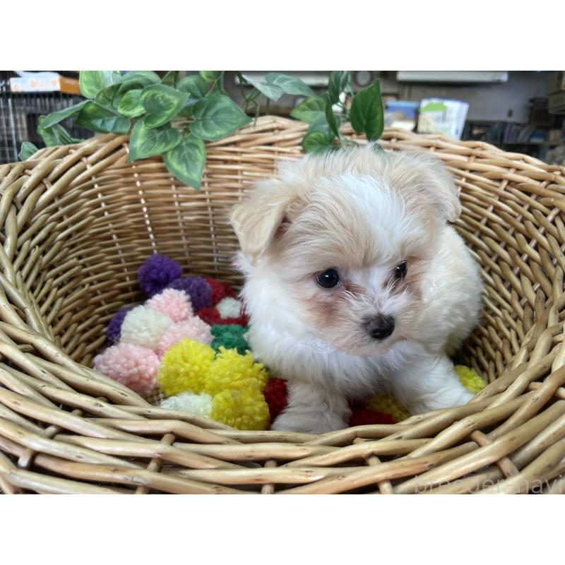 販売中の愛媛県のマルプー:マルチーズ×トイプードル-429086の5枚目