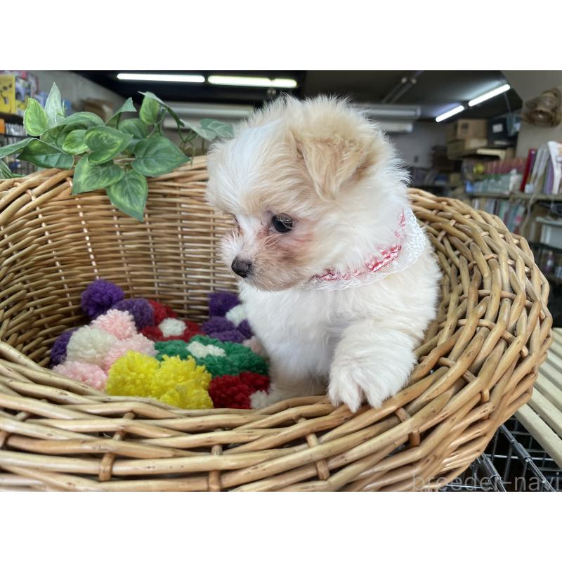 販売中の愛媛県のマルプー:マルチーズ×トイプードル-429086の4枚目