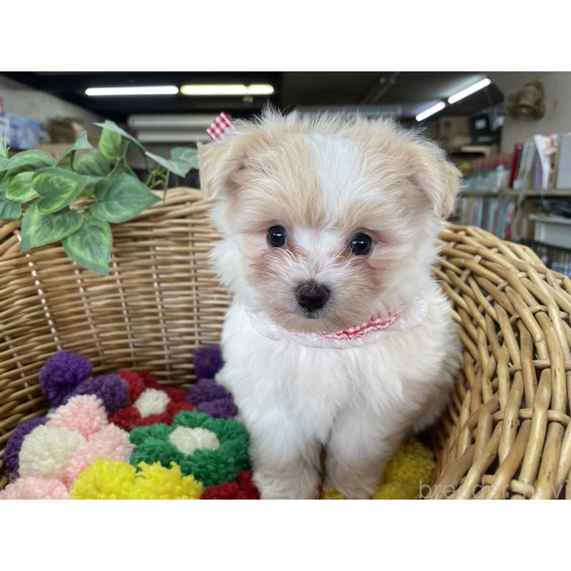 販売中の愛媛県のマルプー:マルチーズ×トイプードル-429086の3枚目