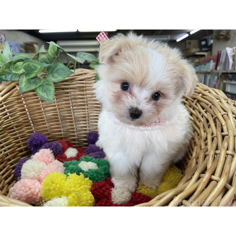 販売中の愛媛県のマルプー:マルチーズ×トイプードル-429086の2枚目