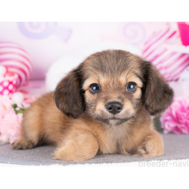 販売中の愛知県のチワックス:チワワ×ミニチュアダックスフンド-429109の5枚目