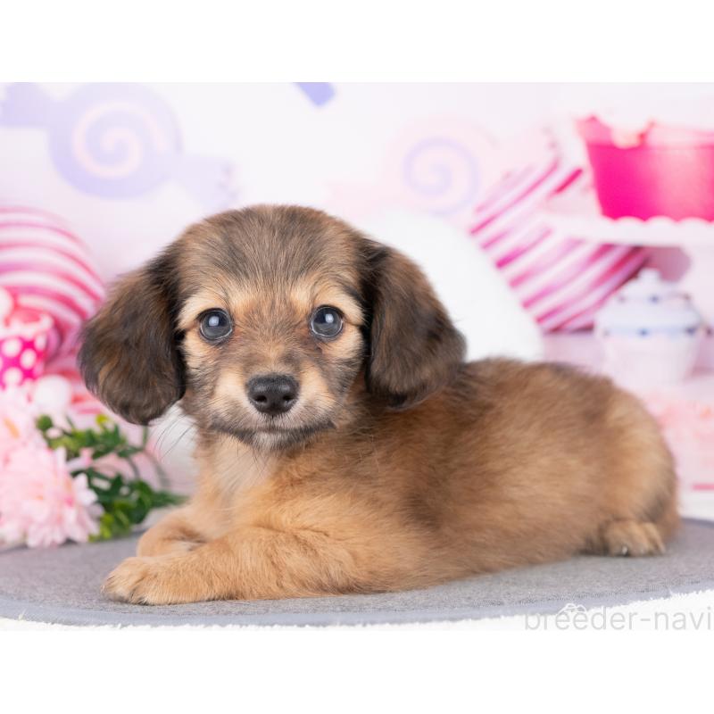 販売中の愛知県のチワックス:チワワ×ミニチュアダックスフンド-429109の4枚目