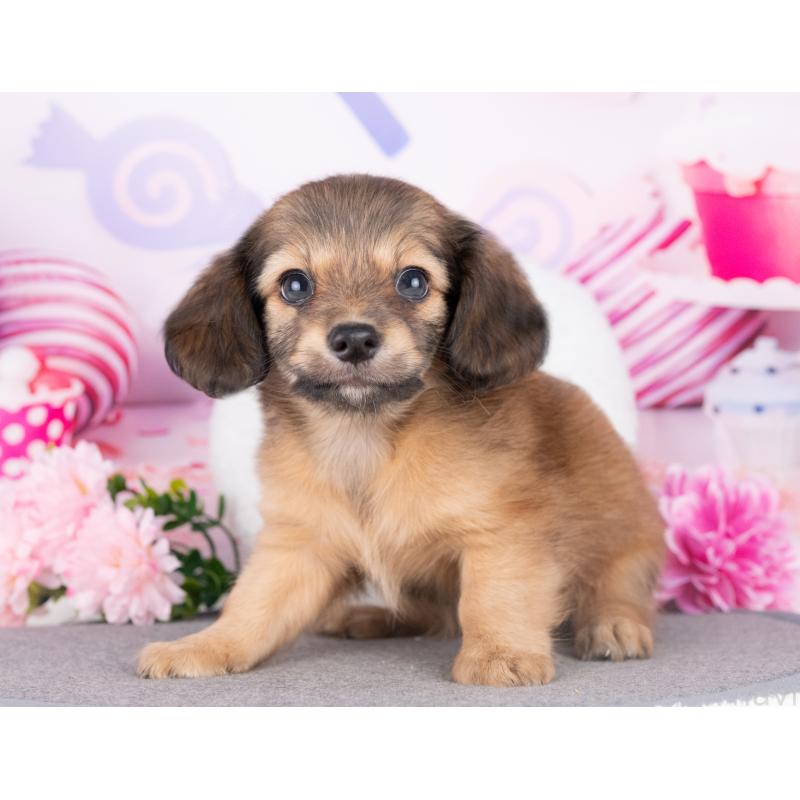 販売中の愛知県のチワックス:チワワ×ミニチュアダックスフンド-429109の3枚目