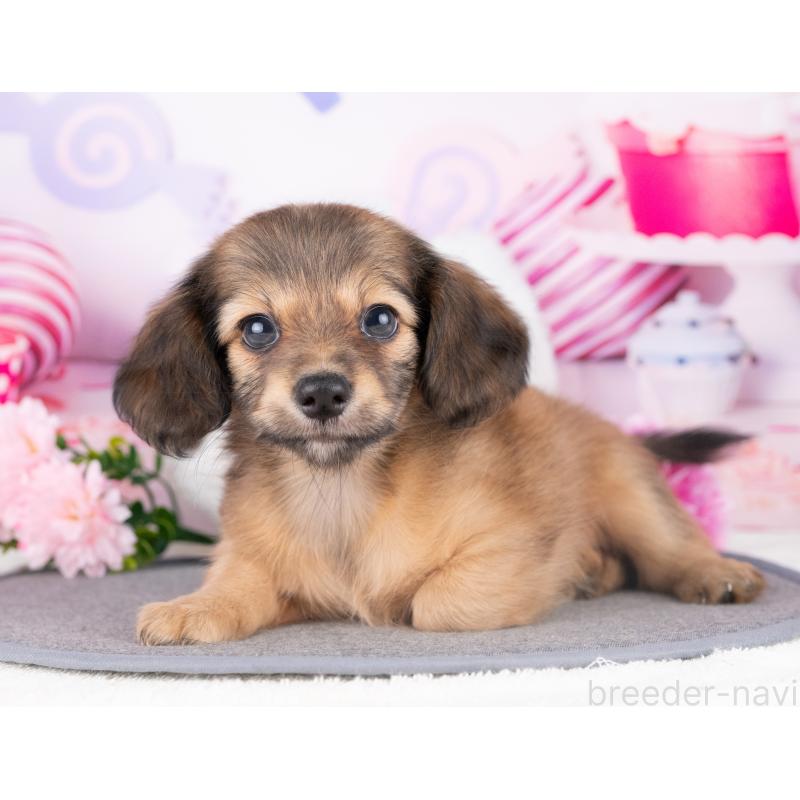 販売中の愛知県のチワックス:チワワ×ミニチュアダックスフンド-429109の2枚目