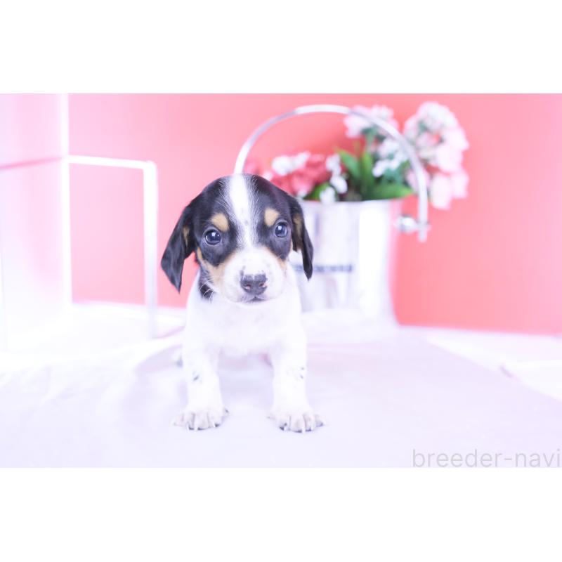 販売中の愛知県のミニチュアダックスフンド(スムースヘアード)-429082の15枚目