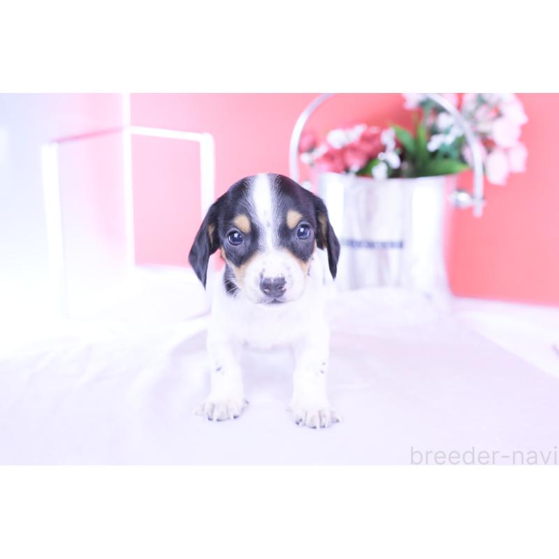 販売中の愛知県のミニチュアダックスフンド(スムースヘアード)-429082の14枚目