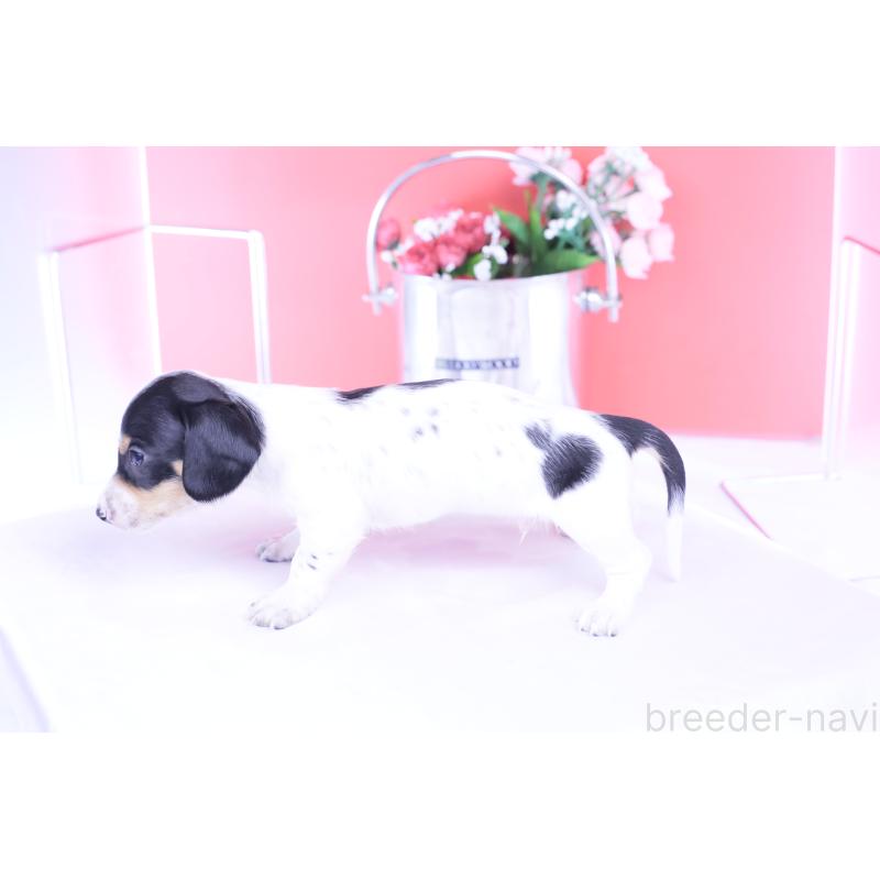 販売中の愛知県のミニチュアダックスフンド(スムースヘアード)-429082の12枚目