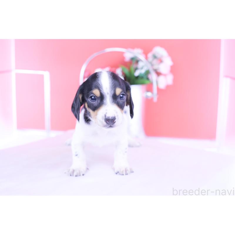 販売中の愛知県のミニチュアダックスフンド(スムースヘアード)-429082の11枚目